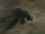 Panned View of Running Adult Male Chimpanzee Photographic Print by Michael Nichols