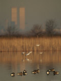 Canada (Branta Canadensis) and Snow Geese (Chen Caerulescens) Photographic Print