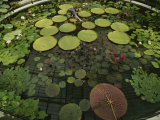 Emma Fox Stands in a Pond of Giant Water Lily Plants Photographic Print