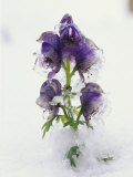 Blue Monkshood Flowers in Ice, Berchtesgaden National Park, Germany Photographic Print by Norbert Rosing