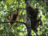 One-year-old orangutan named Bekti and her mother Beth in a tree Lámina fotográfica One-year-old orangutan named Bekti and her mother Beth in a tree Lámina fotográfica