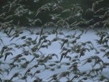 A Flock of Western Sandpipers in Flight Photographic Print