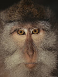 The Face of a Long-Tailed Macaque Photographic Print