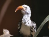 Close View of a Captive Red-Billed Hornbill Photographic Print