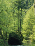 Woodland View with Stream, Sachsische Schweiz National Park, Germany Photographic Print