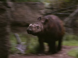 Rapunzel, a Captive Female Sumatran Rhino (Dicerorhinus Sumatrensis) Photographic Print by Michael Nichols