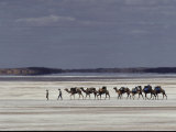 A Camel Caravan Crosses a Dried Salt Lake in the Simpson Desert Photographic Print