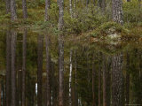 Trees are Reflected in Still Waters Photographic Print by Mattias Klum