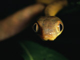 Close View of a Cat Snake Photographic Print by Tim Laman