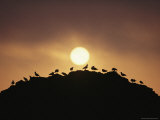Silhouette of Shorebirds on Rock against Sun Photographie par Joel Sartore