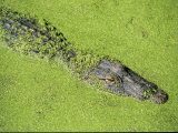 An American Alligator Glides Through Duckweed-Covered Waters Photographic Print by Medford Taylor