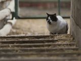 Cat in Barnyard Photographic Print by Dugald Bremner Studio