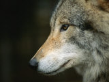 Close View of Wolf Lámina fotográfica