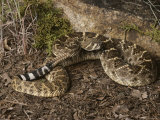 Close View of a Western Diamondback Rattlesnake Photographic Print