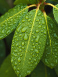 A Close View of Raindrops on Rhododendron Leaves Photographic Print