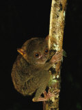 A Philippine Tarsier Clings to a Tree Limb Photographic Print by Tim Laman