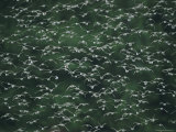A Flock of Western Sandpipers in Flight Photographic Print by Joel Sartore