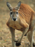 A Close View of a Red Kangaroo Photographic Print by Medford Taylor