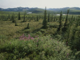 Firth River Area Landscape Photographic Print by Michael Melford
