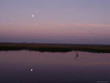 Marsh Area, Twilight View, Moon Reflected in Water, U.S. Photographic Print by Medford Taylor