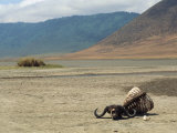 A Buffalo Skeleton on the Sun-Baked Floor of a Drying Waterhole Photographic Print by Kenneth Garrett