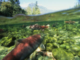 Salmon Underwater, Clayoquot Sound, Vancouver Island Photographie par Joel Sartore