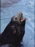 A Captive Eared Seal with Injuries on Neck Photographic Print
