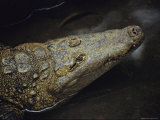 A Close View of an Alligator Surfacing Through Water Photographic Print