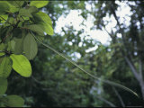 Paradise Tree Snake Glides from One Tree to the Next Photographic Print by Tim Laman