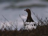 A Willow Ptarmigan (Lagopus Lagopus) Guards its Territory Photographie par George F. Mobley