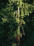 Brown Bear Cubs in Tree, Bayerischer Wald National Park, Germany Photographic Print by Norbert Rosing