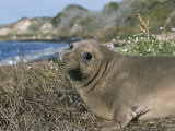 Northern Elephant Seal in Ano Nuevo State Reserve, California Photographic Print