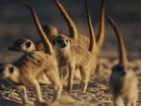 Group of Meerkats (Suricata Suricatta) on All Fours with Erect Tails Photographic Print by Mattias Klum