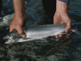 Fisherman Displaying a Fresh-Caught Arctic Char Photographic Print