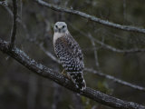 A Red-Shouldered Hawk Sits on a Tree Branch Photographic Print