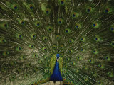 Paon mâle faisant la roue Photographie par Joel Sartore