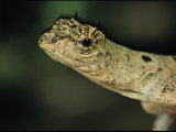 Close View of Draco Lizard Photographic Print by Tim Laman