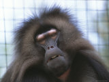 Close View of a Gelada Baboon Photographic Print