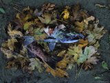 Salmon Carcass, Clayoquot Sound, Vancouver Island Photographic Print
