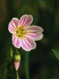 A spring beauty flower blooming in the Great Smoky Mountains Lámina fotográfica