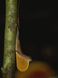 Anole Lizard, Displaying, Costa Rica Photographic Print by Roy Toft