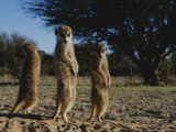 Three Meerkats with Paws Poised Neatly in Front of Their Stomachs Photographie