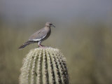 A White-Winged Dove on a Saguaro Cactus Photographie