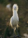 A Close View of a Long-Legged Reddish-Egret in its White Phase Photographic Print by Kenneth Garrett