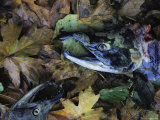 Salmon Carcasses, Clayoquot Sound, Vancouver Island Photographic Print