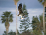 An Osprey in Flight with a Catch in its Talons Photographic Print by Roy Toft