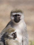 A Close View of a Vervet Monkey and Her Baby Photographic Print by Kenneth Garrett