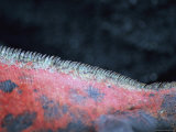Back of Marine Iguana on Espanola Island in the Galapagos Islands Photographic Print