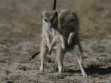 Two Mating Meerkats (Suricata Suricatta) Photographic Print by Mattias Klum
