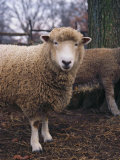 A Portrait of a Romney Sheep Photographic Print by Medford Taylor
